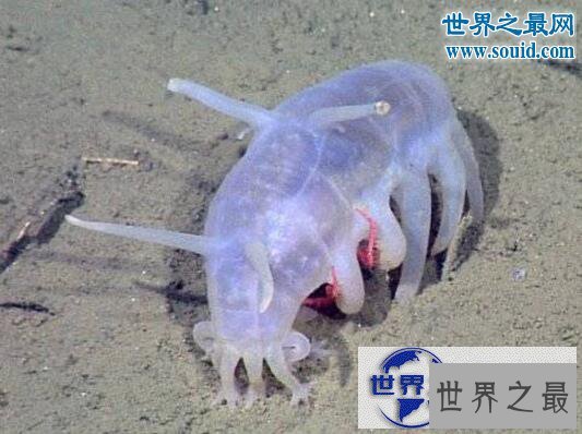 【图】世界十大怪异的海洋生物，海猪(水乎乎的多脚生