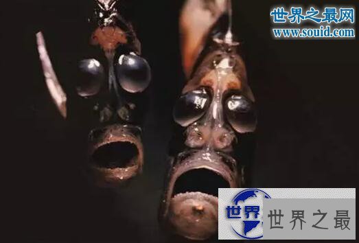 【图】世界十大怪异的海洋生物，海猪(水乎乎的多脚生