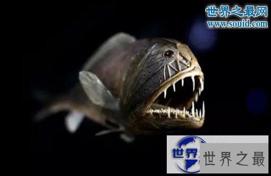 【图】世界十大怪异的海洋生物，海猪(水乎乎的多脚生