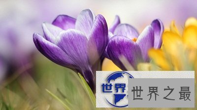 【图】藏红花的功效与作用你知道吗?小花朵大功效！