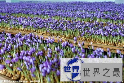 【图】藏红花的功效与作用你知道吗?小花朵大功效！