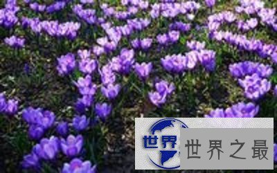 【图】藏红花的功效与作用你知道吗?小花朵大功效！