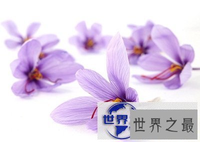 【图】藏红花的功效与作用你知道吗?小花朵大功效！