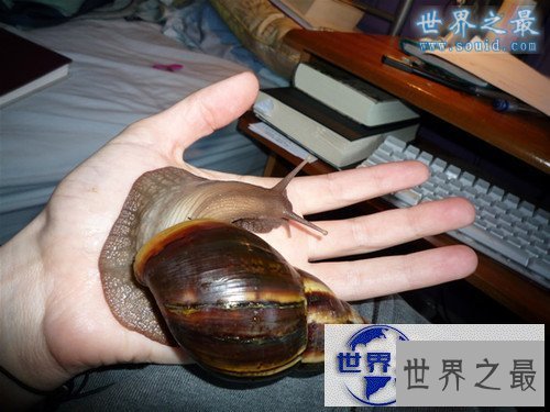 【图】世界上最大的蜗牛，非洲大蜗牛(长20厘米)