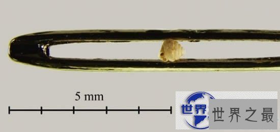 【图】世界上最小的蜗牛，比针眼还小(0.6毫米)