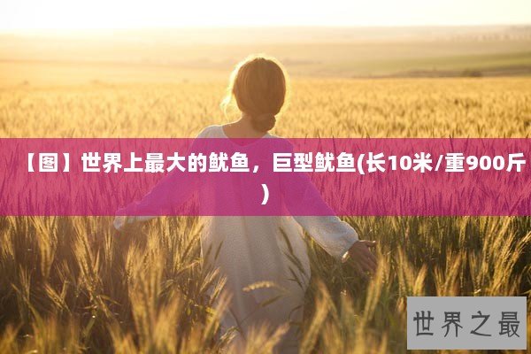 【图】世界上最大的鱿鱼，巨型鱿鱼(长10米/重900斤)