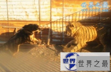 【图】世界上最凶猛最厉害的狗，中国鬼獒(凶残度120