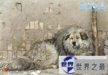 【图】世界上最凶猛最厉害的狗，中国鬼獒(凶残度120