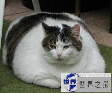 【图】世界上最胖最重的猫，胖的走不动(23公斤)