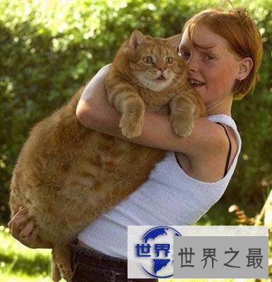 【图】世界上最胖最重的猫，胖的走不动(23公斤)