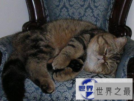 【图】世界上最胖最重的猫，胖的走不动(23公斤)