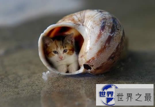 【图】世界上最小的猫，比可乐罐还小(组图)