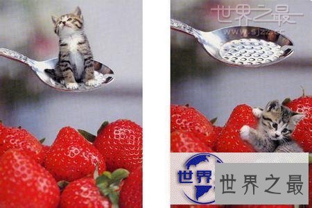 【图】世界上最小的猫，比可乐罐还小(组图)