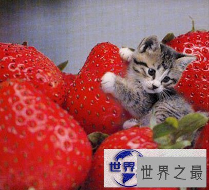 【图】世界上最小的猫，比可乐罐还小(组图)