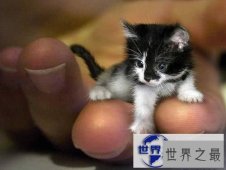 【图】世界上最小的猫，比可乐罐还小(组图)