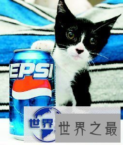 【图】世界上最小的猫，比可乐罐还小(组图)