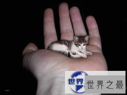 【图】世界上最小的猫，比可乐罐还小(组图)