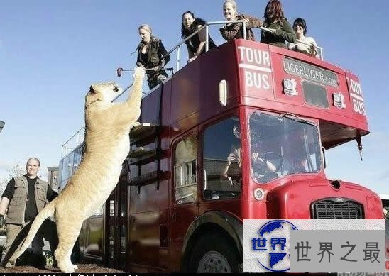 【图】世界上最大的猫科动物，美国狮虎(长3.3米)