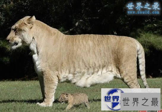 【图】世界上最大的猫科动物，美国狮虎(长3.3米)