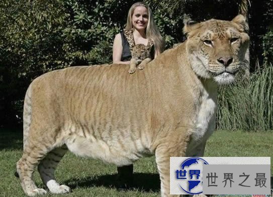 【图】世界上最大的猫科动物，美国狮虎(长3.3米)