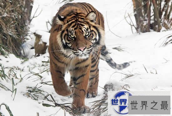 【图】世界上最大的猫科动物，美国狮虎(长3.3米)