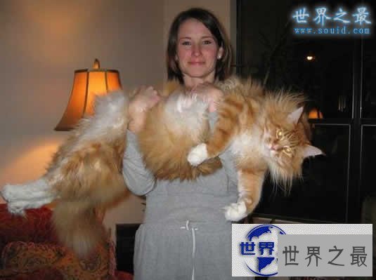 【图】世界上最长的猫，长达1.23米(图)