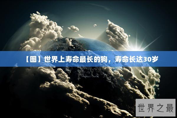 【图】世界上寿命最长的狗，寿命长达30岁