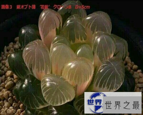 【图】冰灯玉露，一种像小灯泡的植物，清澈透明