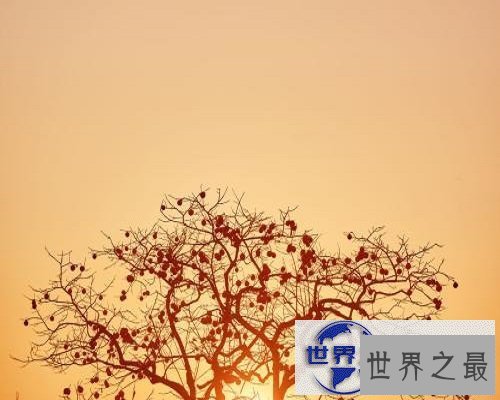 【图】世界上最稀有的血型——熊猫血