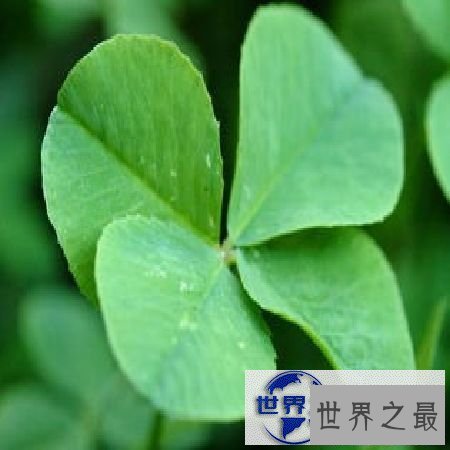 【图】四叶草的含义是什么呢，四叶草真的能带来幸福