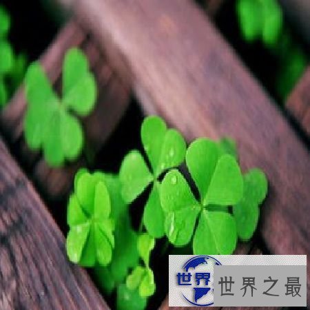 【图】四叶草的含义是什么呢，四叶草真的能带来幸福