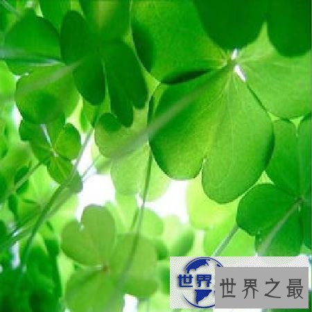 【图】四叶草的含义是什么呢，四叶草真的能带来幸福