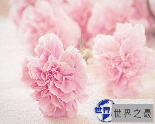 【图】常见花花语大全