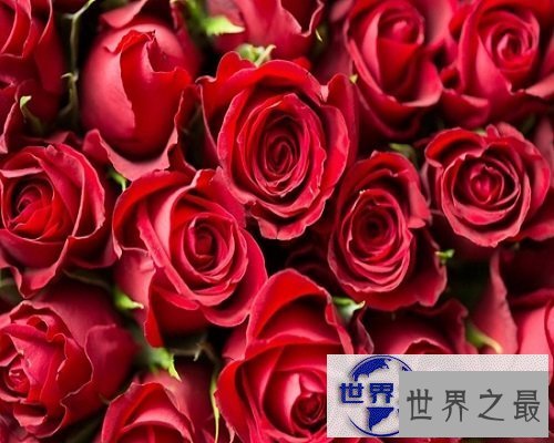 【图】常见花花语大全