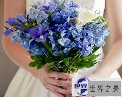 【图】常见花花语大全