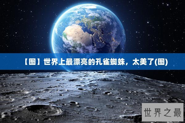 【图】世界上最漂亮的孔雀蜘蛛，太美了(图)