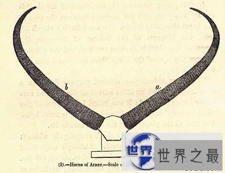 【图】世界上最长的动物角