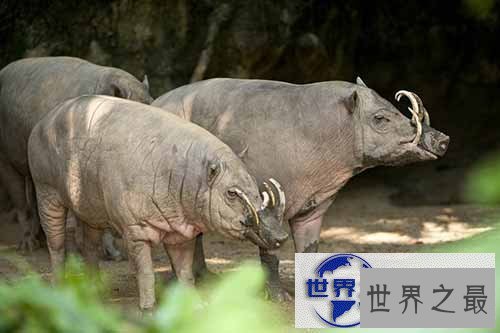 【图】世界上最大的猪，关于猪的世界之最