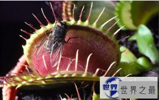 【图】世界上最恐怖的植物，食羊树可以吃掉山羊