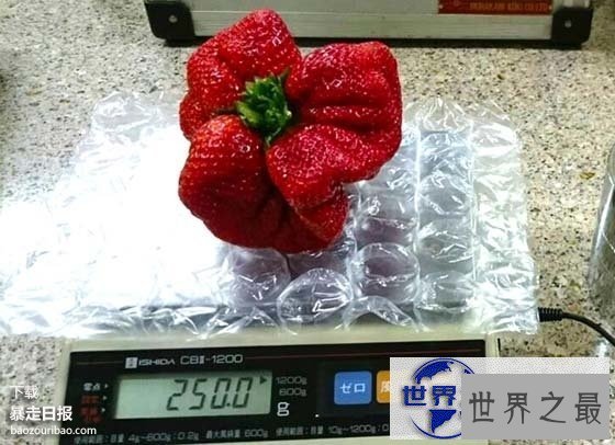 【图】世界上最大的草莓，日本种出重达0.5斤草莓(图