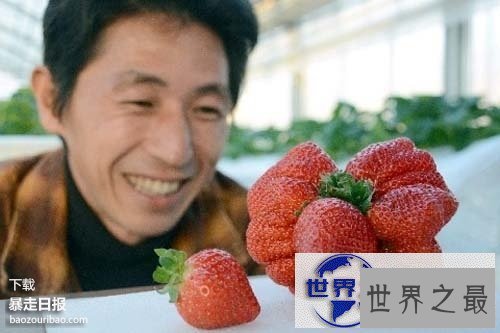 【图】世界上最大的草莓，日本种出重达0.5斤草莓(图