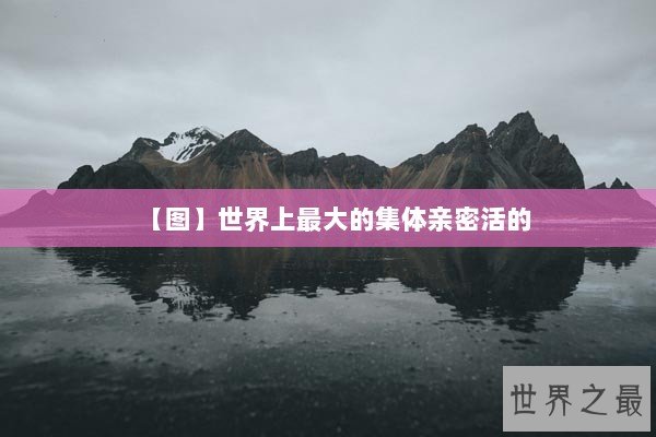 【图】世界上最大的集体亲密活的