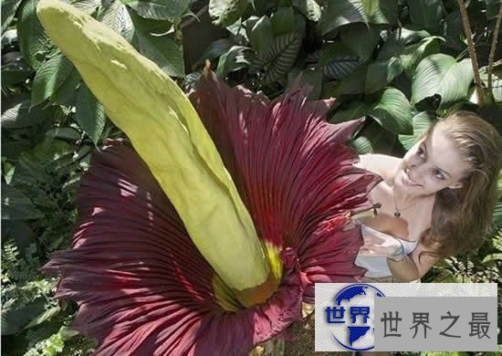 【图】世界上最臭的花，尸香魔芋(腐烂尸体臭800米远