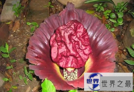 【图】世界上最臭的花，尸香魔芋(腐烂尸体臭800米远