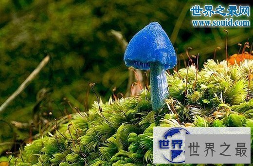 【图】世界十大最奇怪的蘑菇，天蓝蘑菇颜色最鲜艳