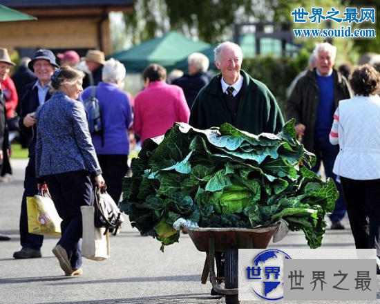 【图】世界上最大的花菜，英国老汉种出54斤超级大花菜