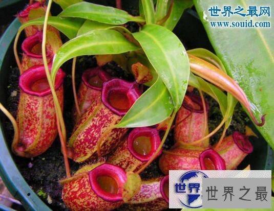 【图】自然界十大食肉植物，猪笼草(美丽而残酷)